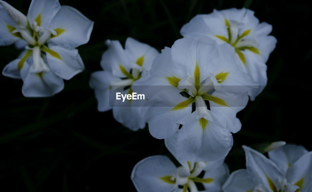 Close-up of daisy flowers