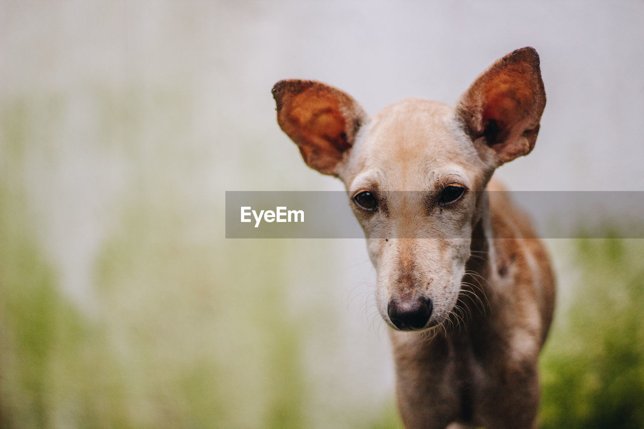 Close-up portrait of dog looking at camera