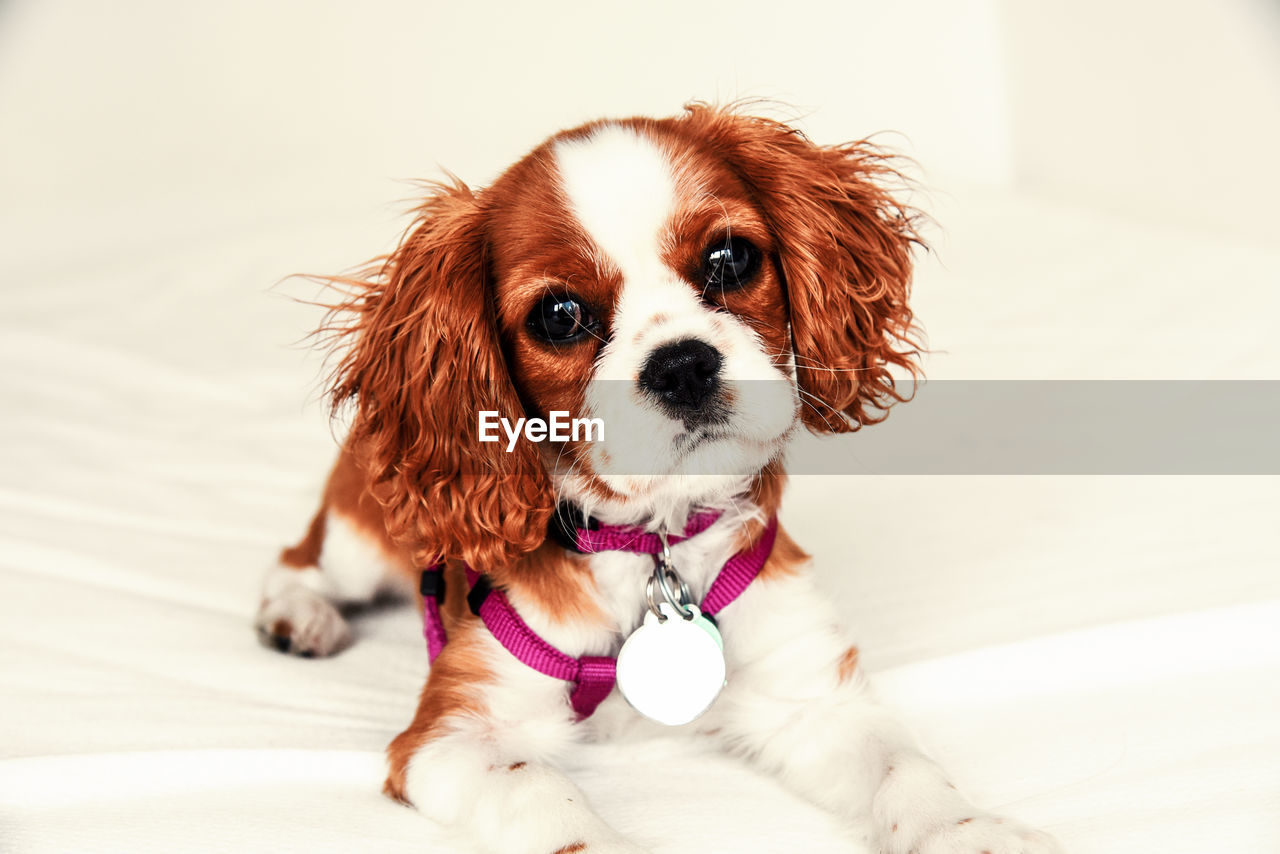Copper colored cavalier king charles spaniel puppy portrait, wearing harness and tags.