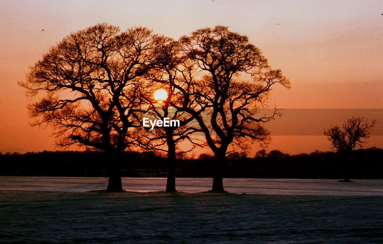 SILHOUETTE OF BARE TREES AT SUNSET