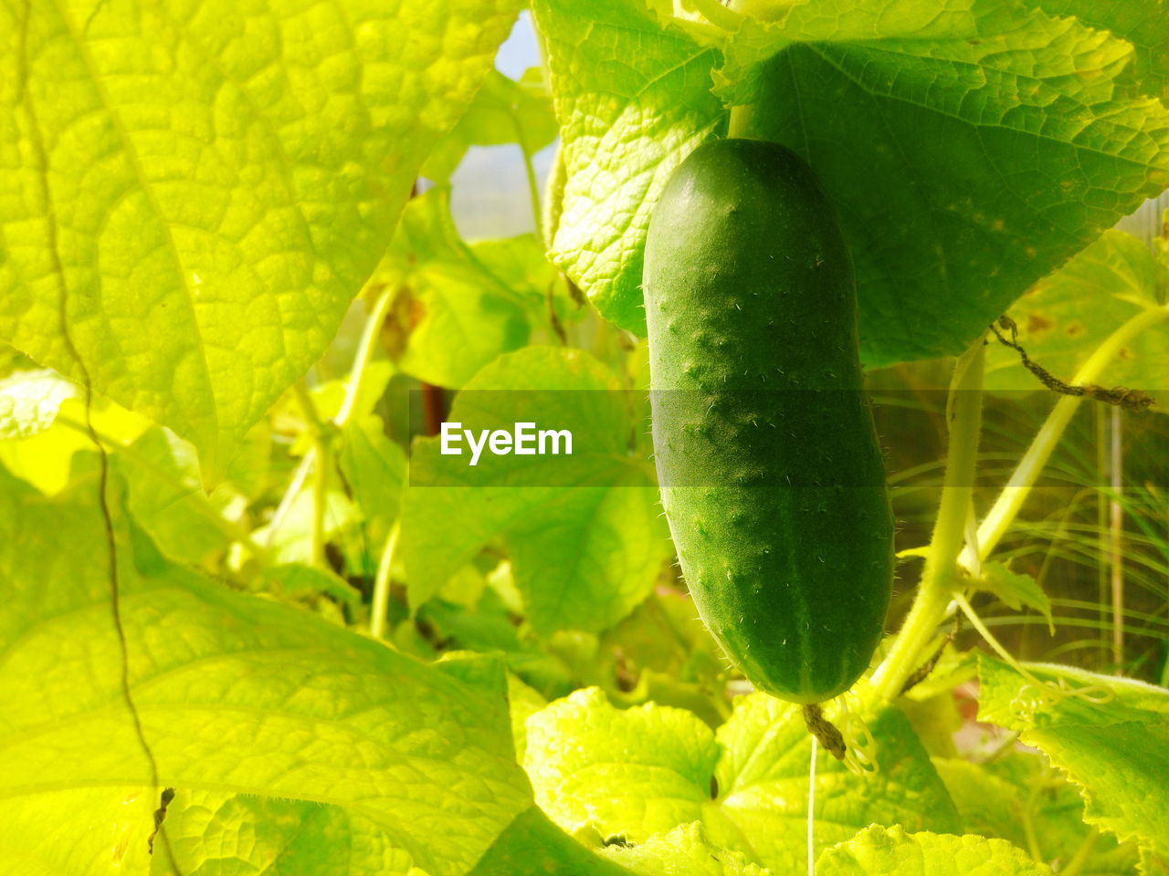 CLOSE-UP OF FRESH GREEN LEAVES WITH PLANT