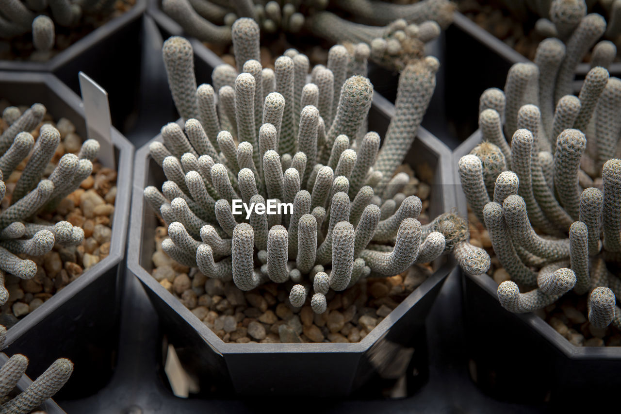 Cactus turbinicarpus minima growth in planting pot