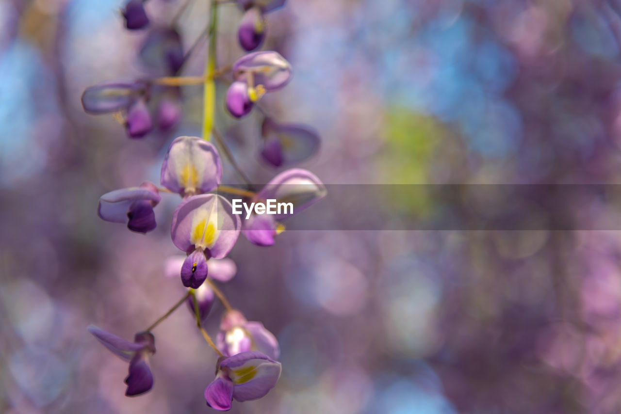 Close-up beautiful full bloom of purple pink wisteria blossom trees flowers in springtime sunny day