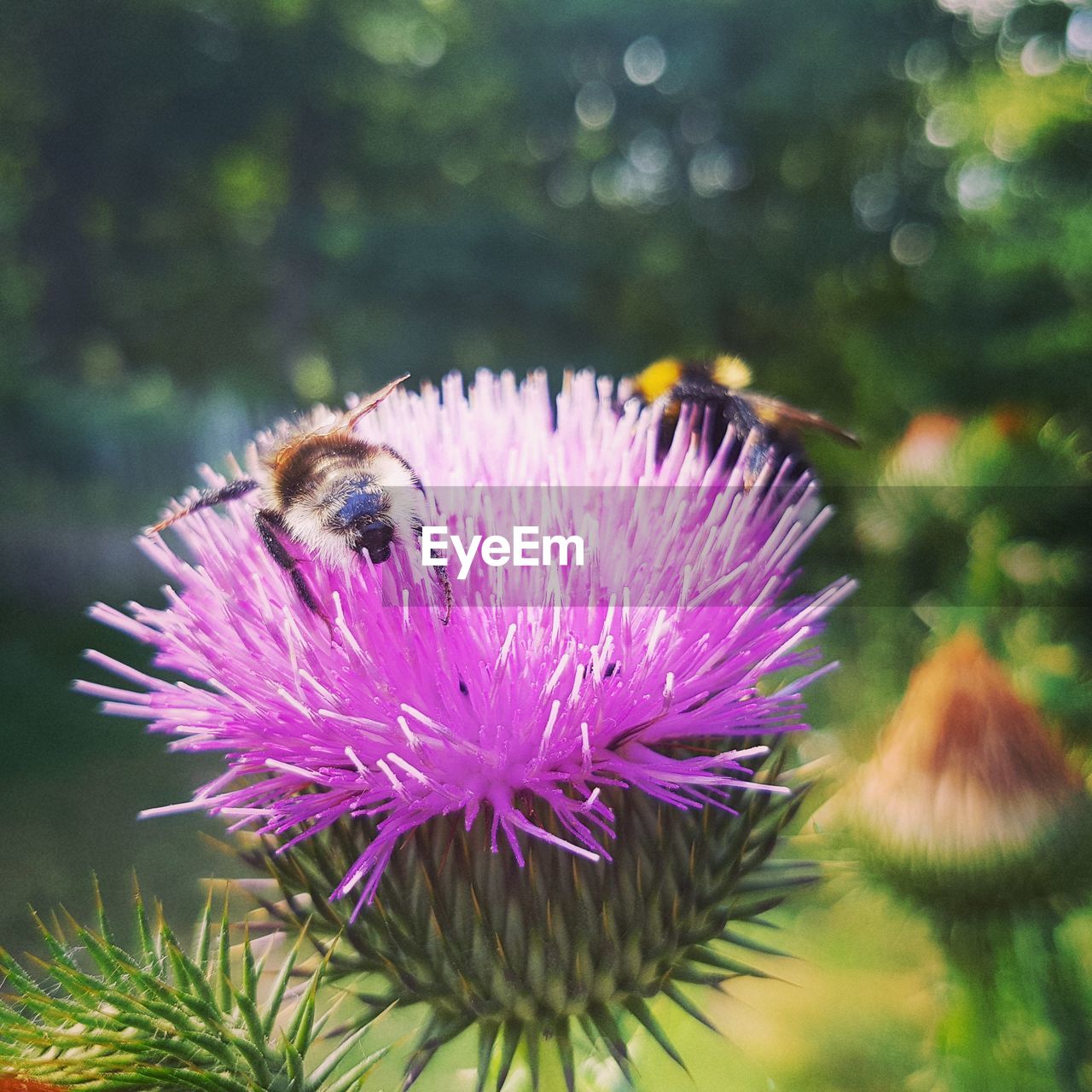 CLOSE-UP OF HONEY BEE ON PURPLE FLOWER