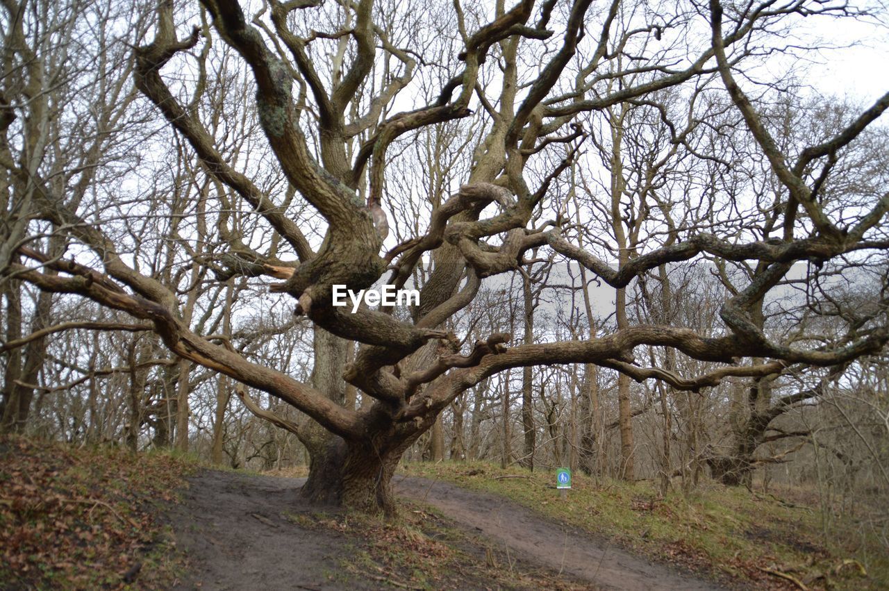 BARE TREES ON LANDSCAPE