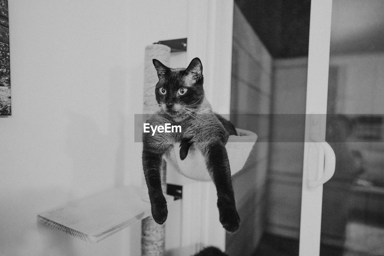 PORTRAIT OF CAT SITTING ON FLOOR