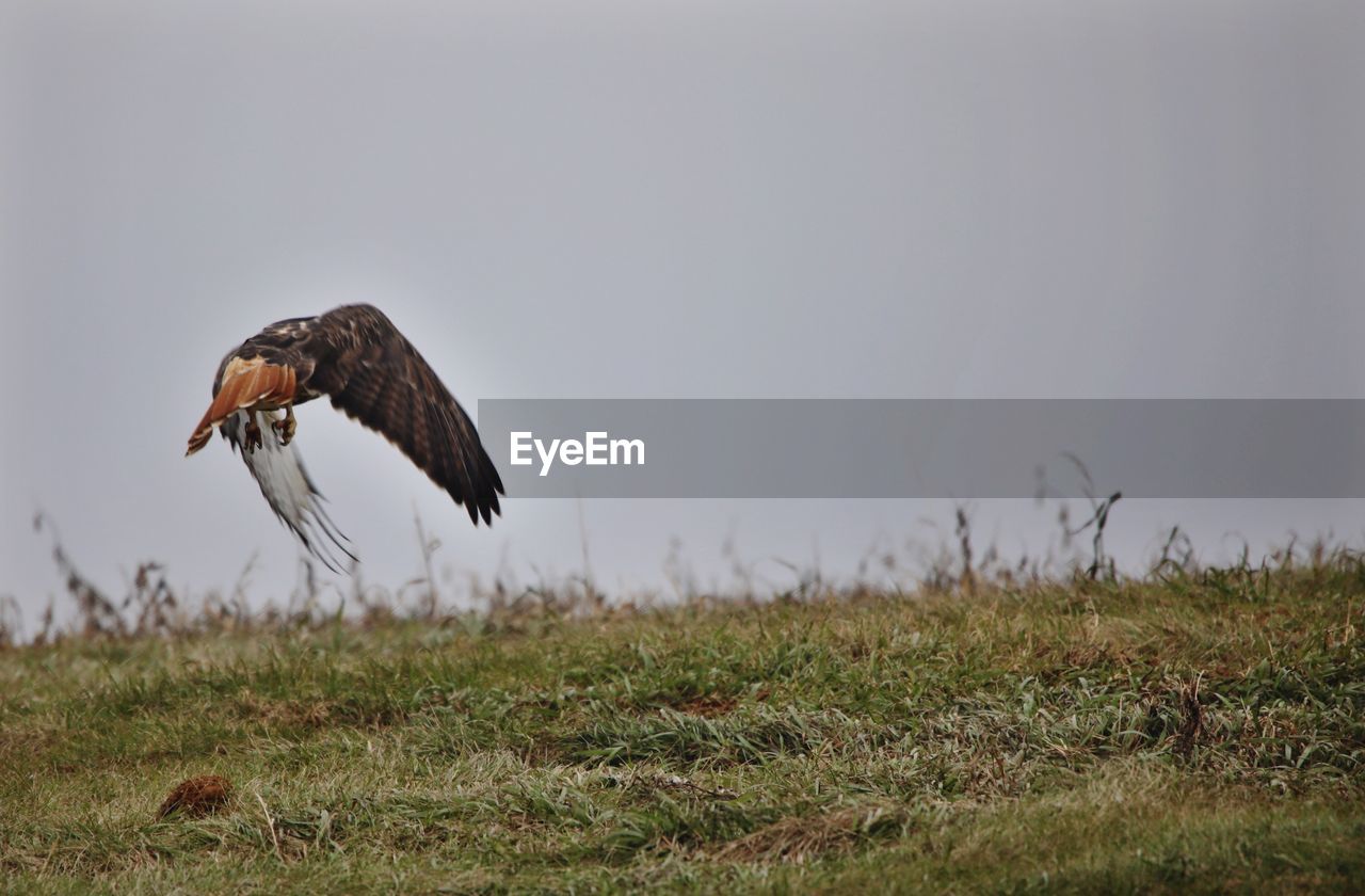 Bird flying over a field