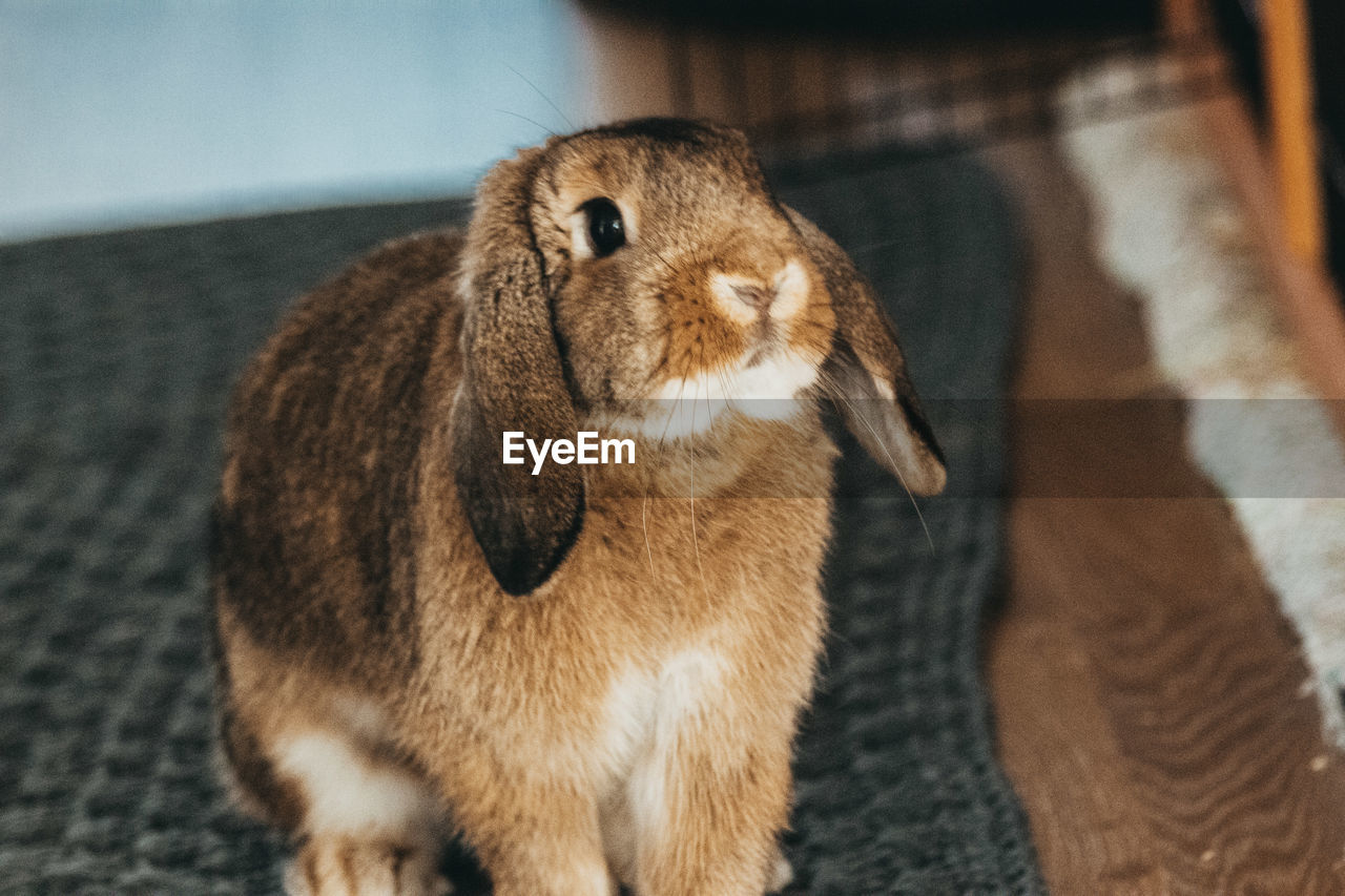 Close-up of a bunny rabbit