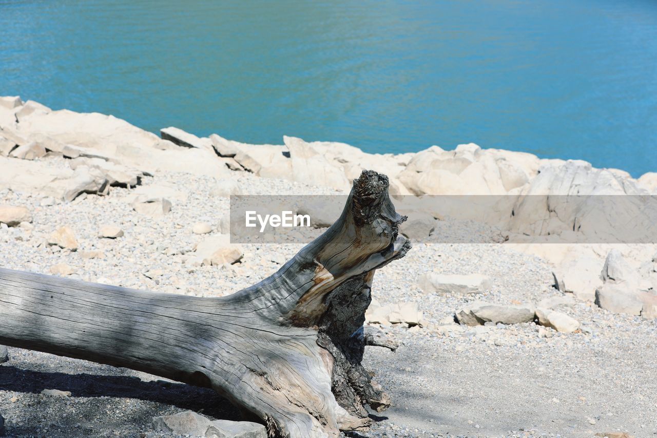 VIEW OF DRIFTWOOD ON SANDY BEACH