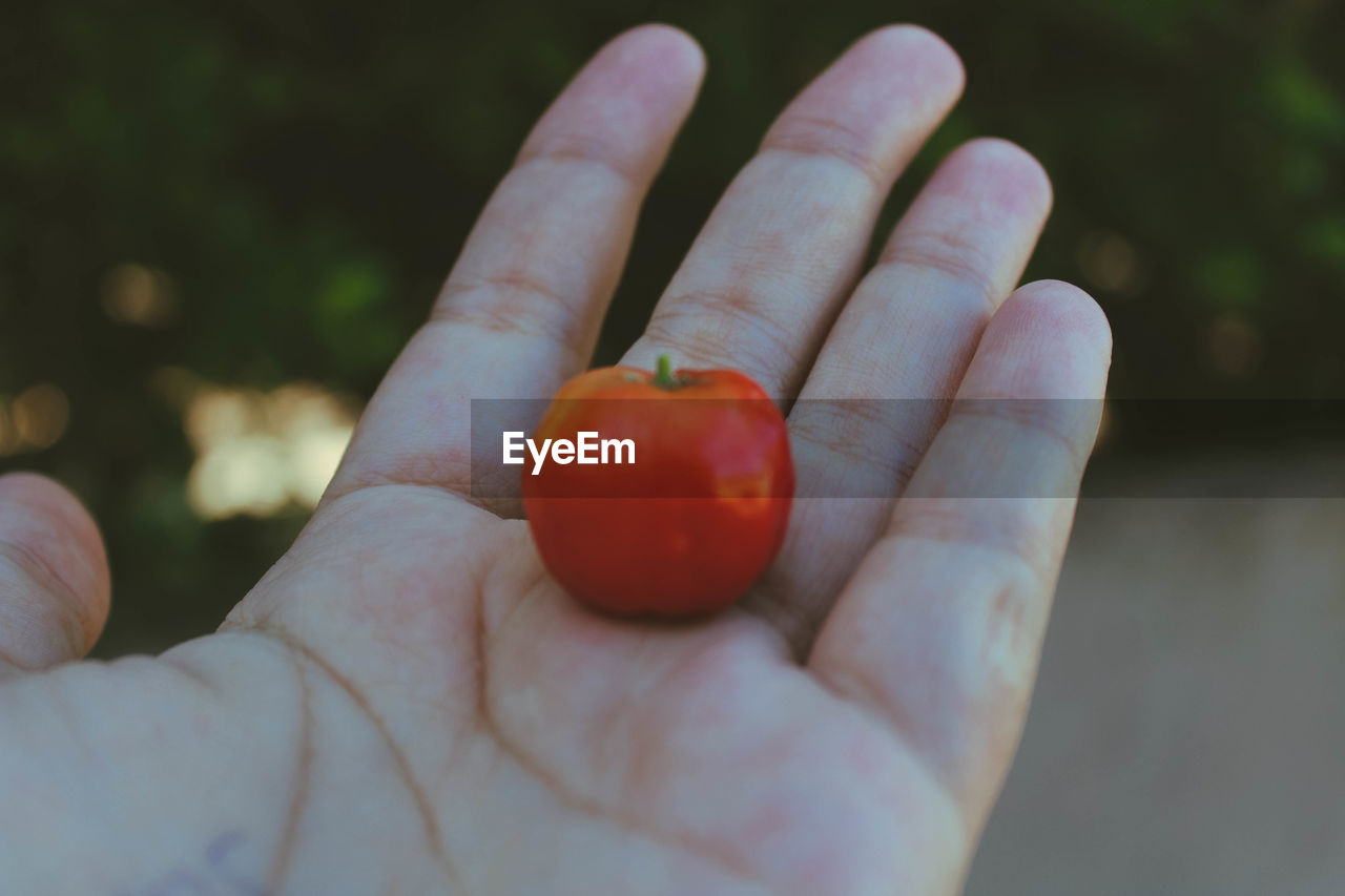 Close-up of hand holding tomato