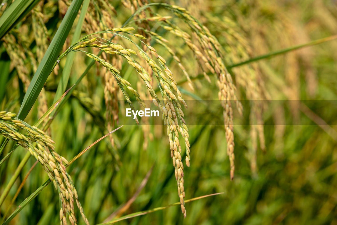 Close-up of rice field agriculture 