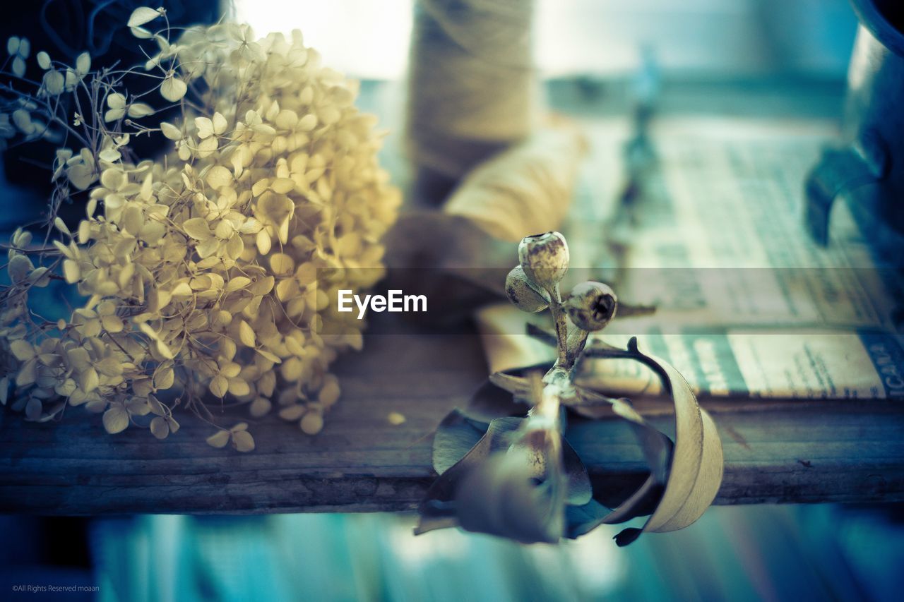 Dried flowers on wooden shelf