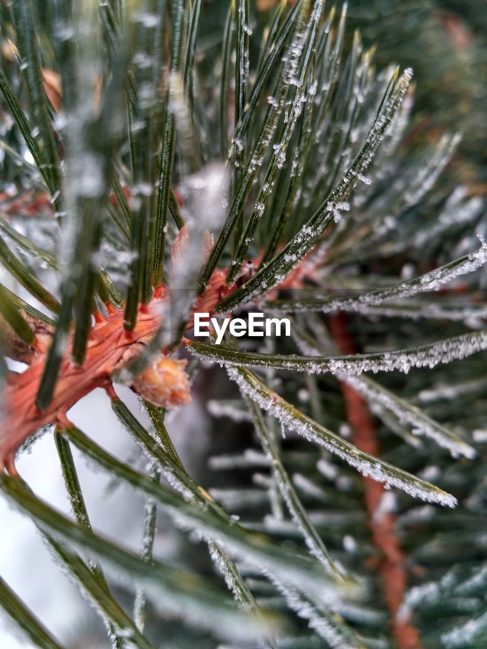 CLOSE-UP OF FROZEN PLANT