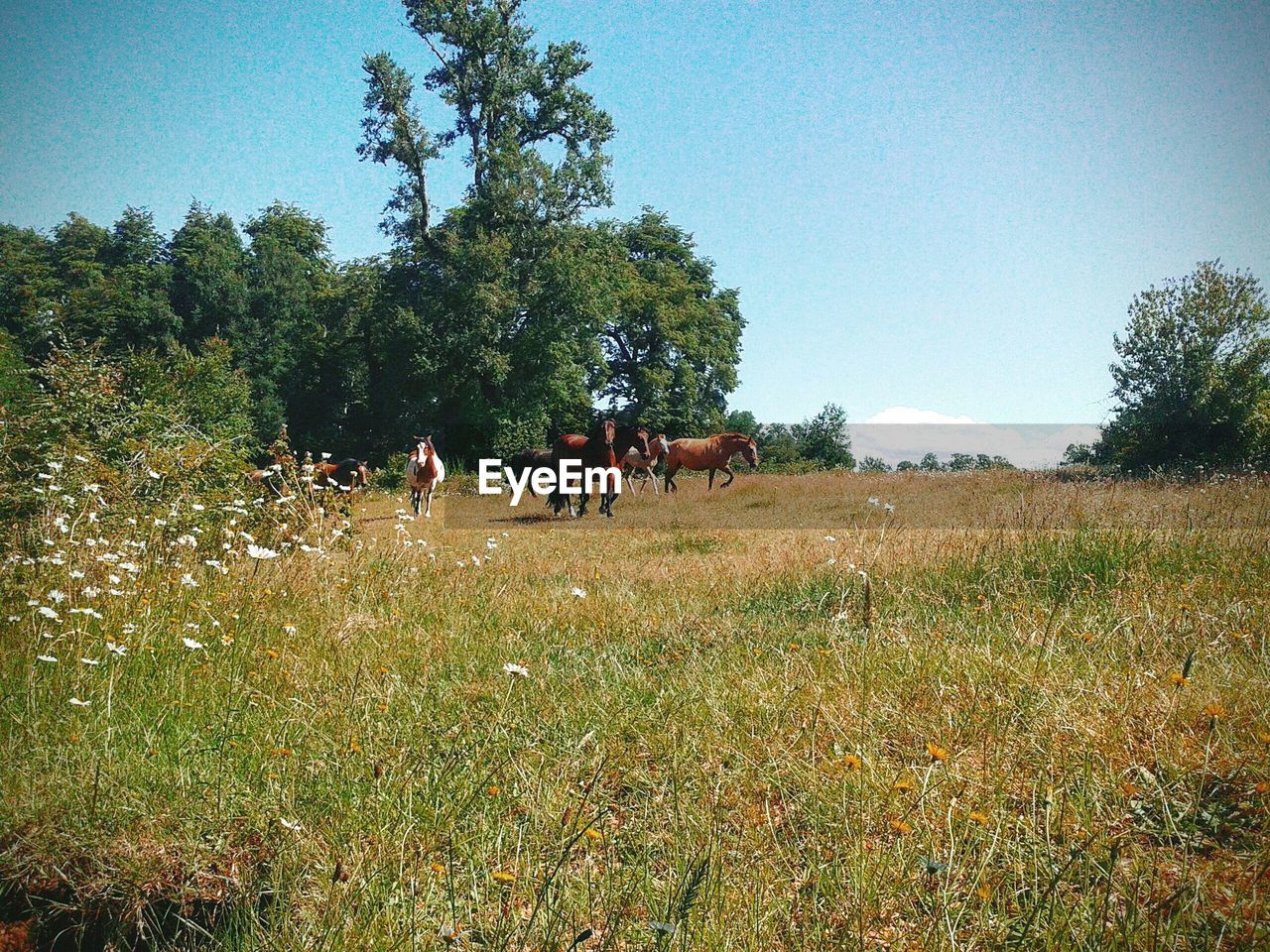 Sheep grazing on grassy field against clear sky