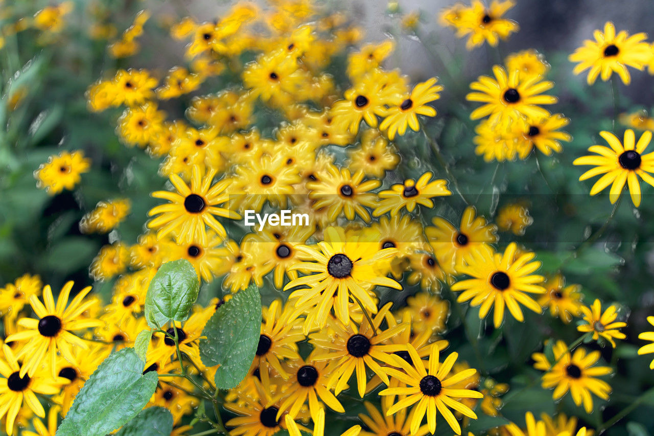 flower, flowering plant, plant, freshness, yellow, beauty in nature, flower head, nature, growth, fragility, petal, inflorescence, close-up, no people, meadow, field, outdoors, botany, wildflower, day, land, summer, macro photography, backgrounds, black-eyed susan, abundance, springtime, focus on foreground, full frame, landscape, sunlight, pollen, environment, herb