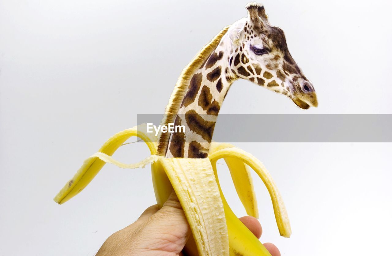 Close-up of hand banana with animal inside 