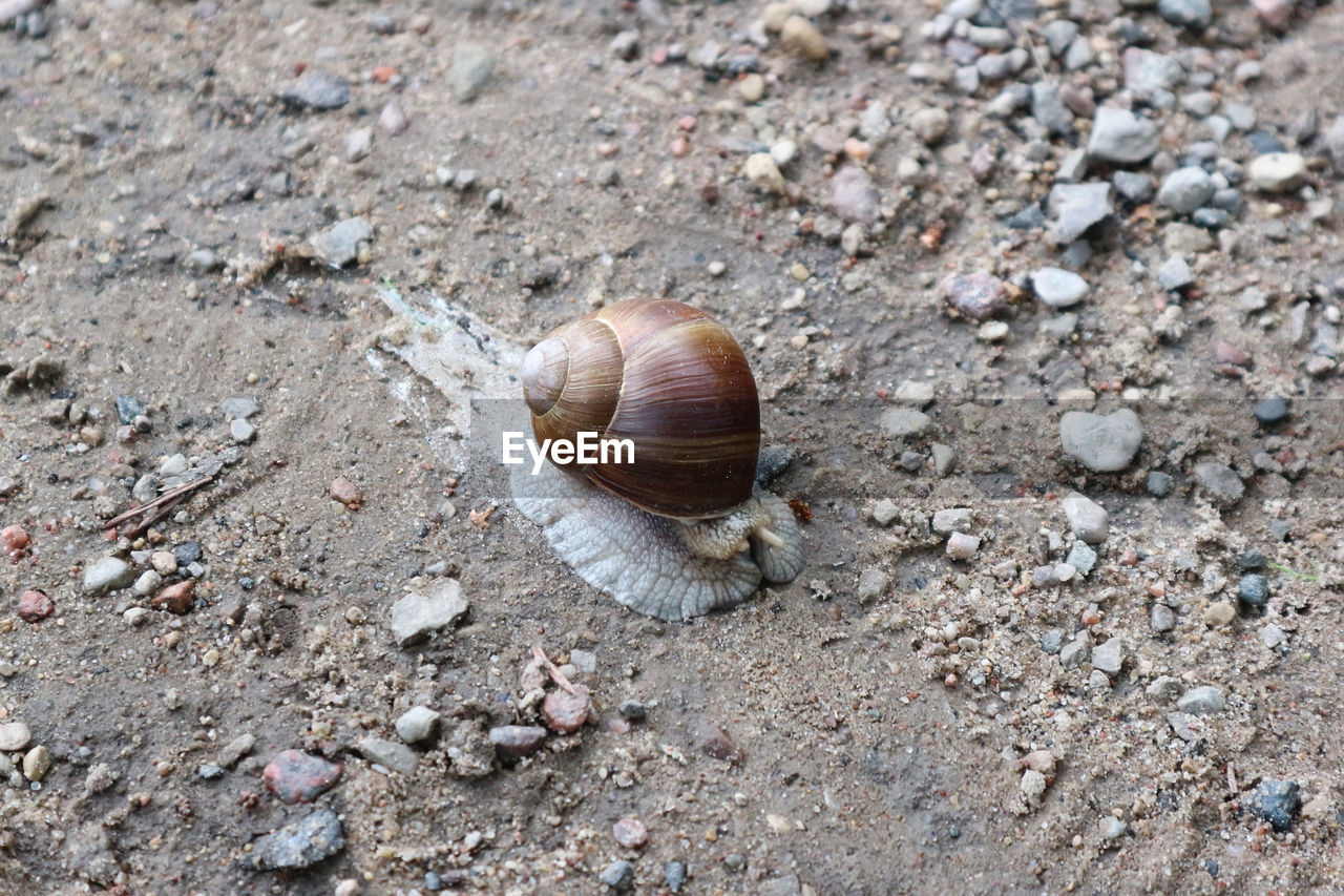 HIGH ANGLE VIEW OF SNAIL