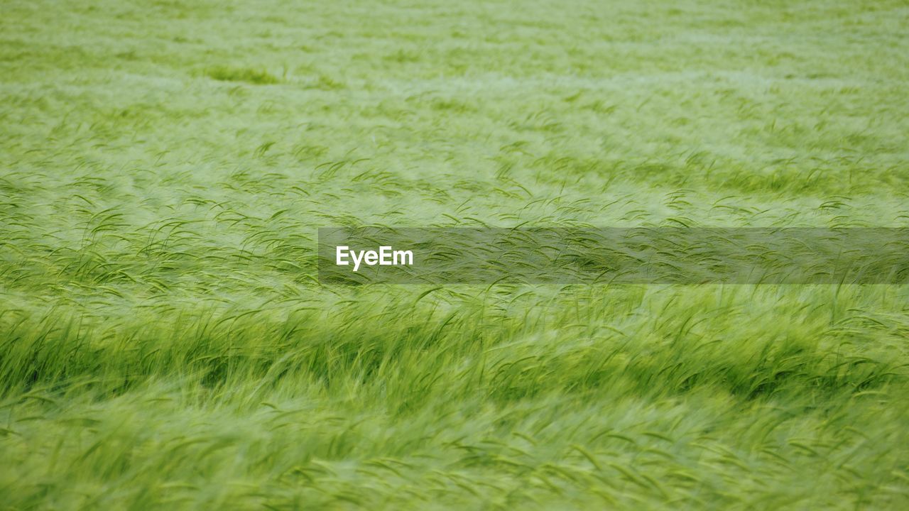 Stalks in blurred field