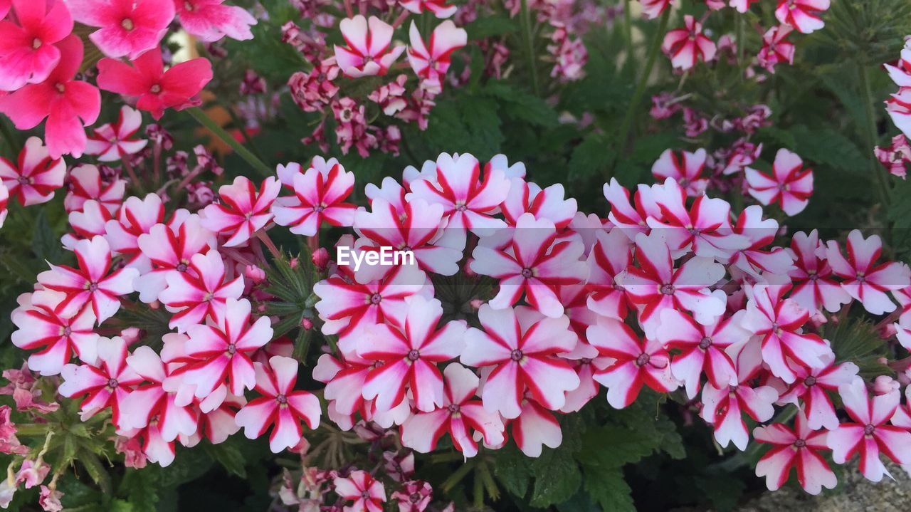 CLOSE-UP OF BEE ON PINK FLOWERS BLOOMING OUTDOORS