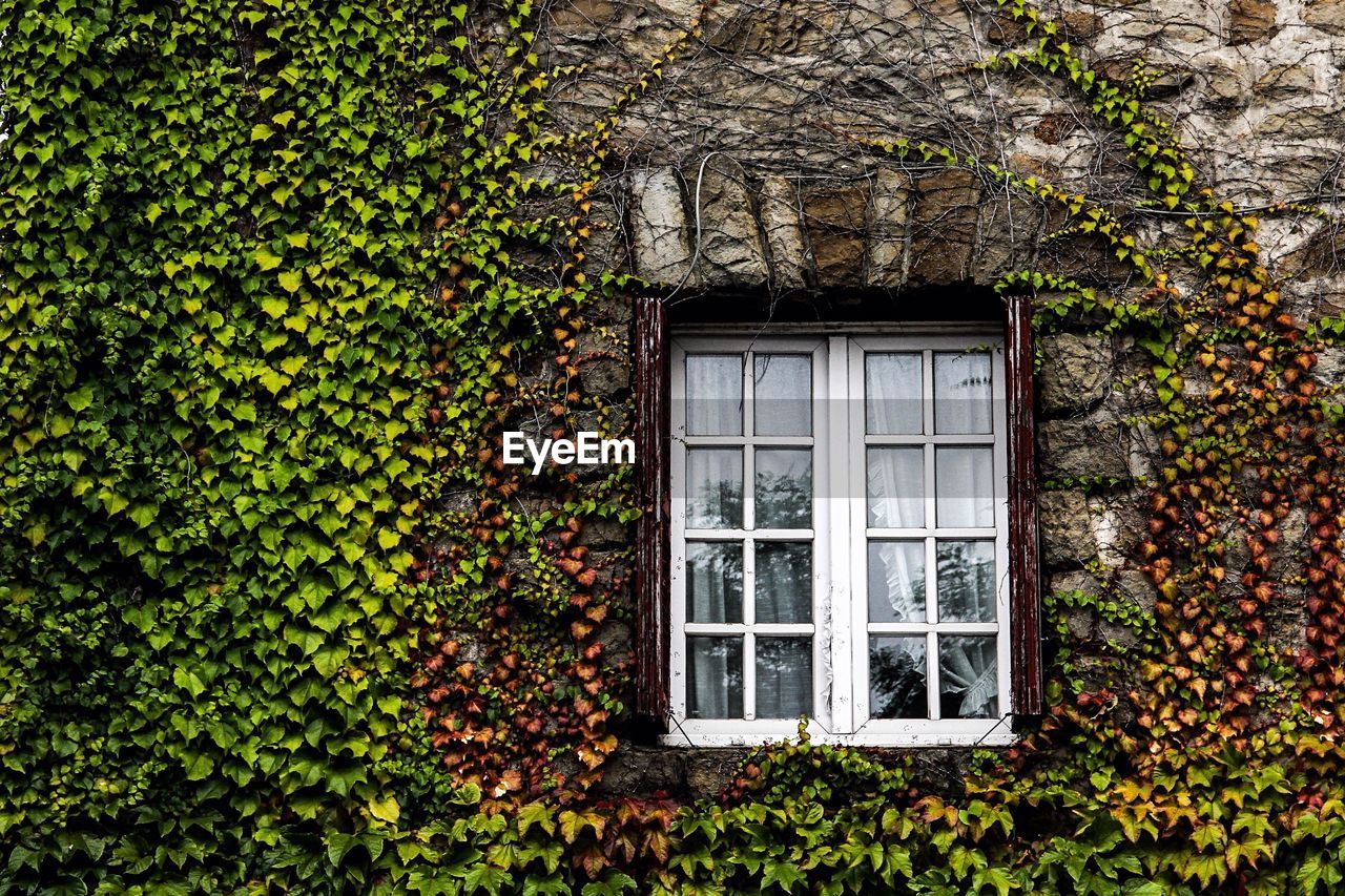 House covered with creepers