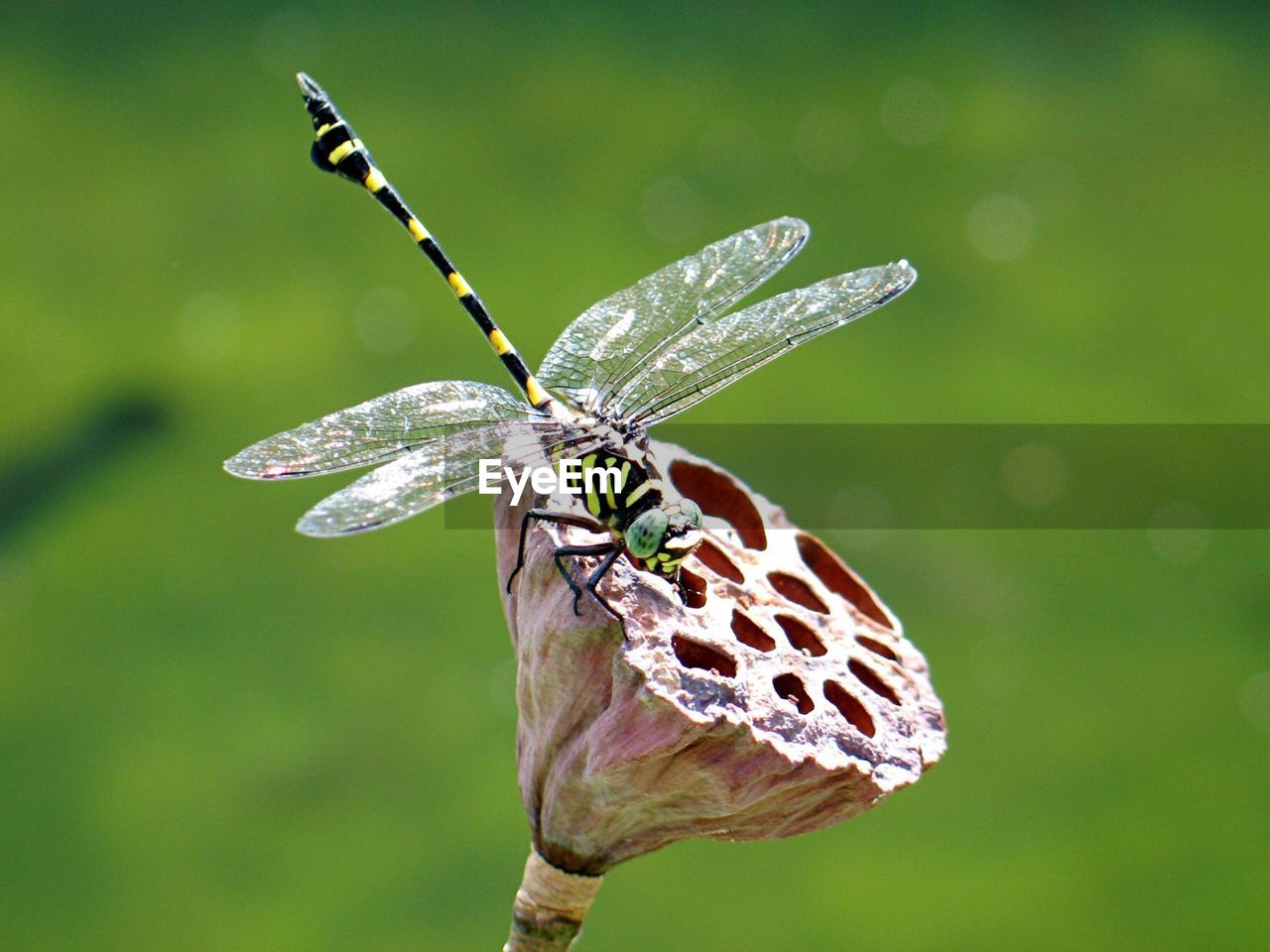 Close-up of dragonfly on dry lotus pod