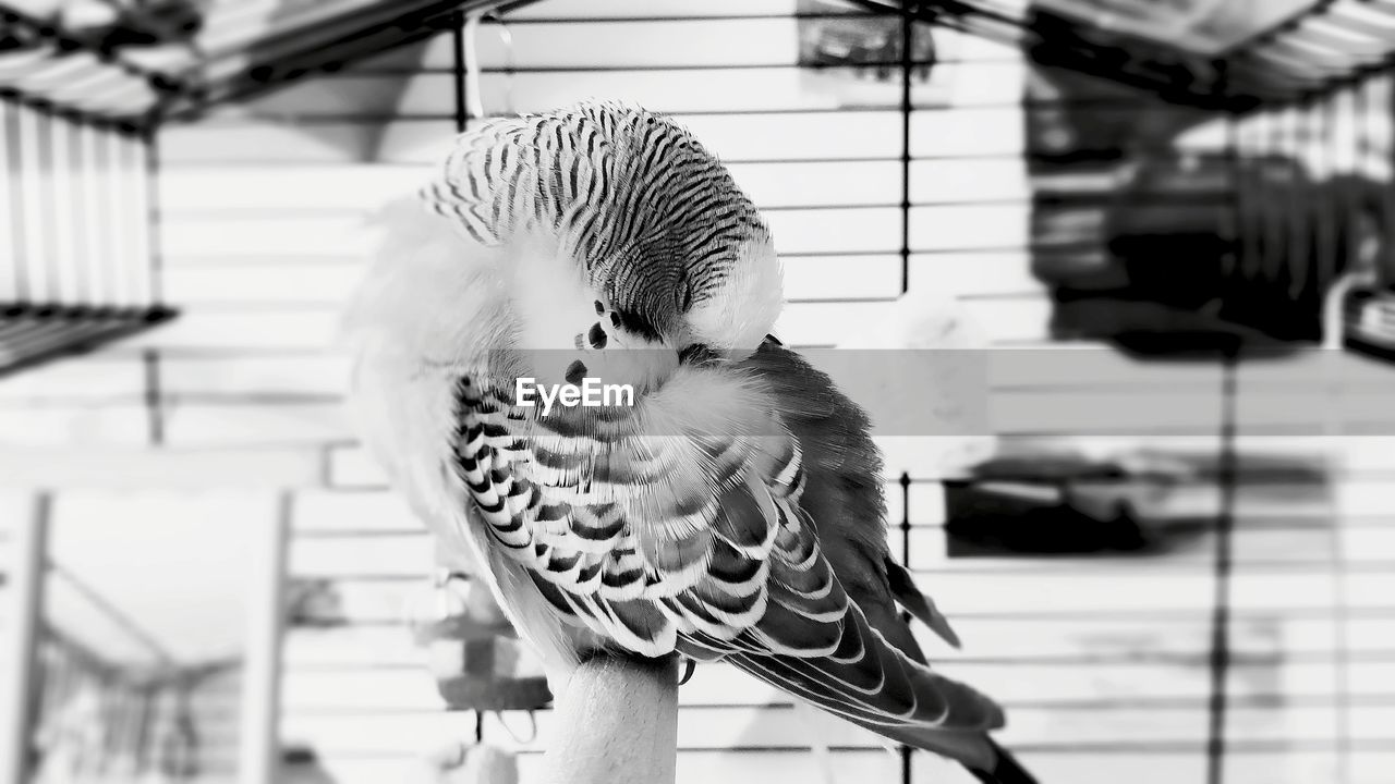 CLOSE-UP OF PARROT PERCHING ON CAGE