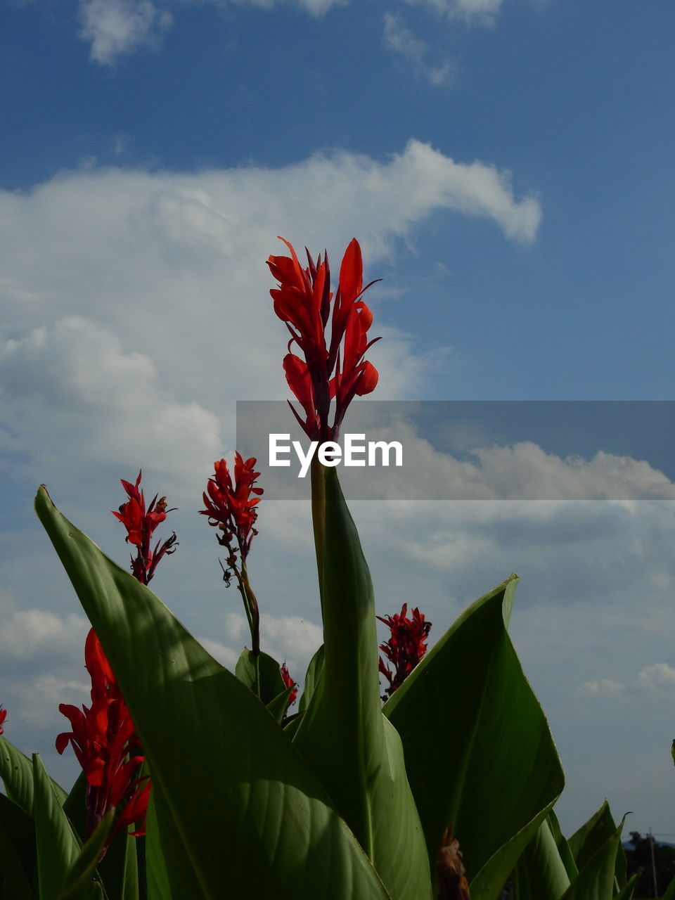 sky, flower, nature, plant, cloud, leaf, plant part, red, beauty in nature, flowering plant, low angle view, no people, growth, outdoors, blue, sunlight, freshness, day, green, environment, tree