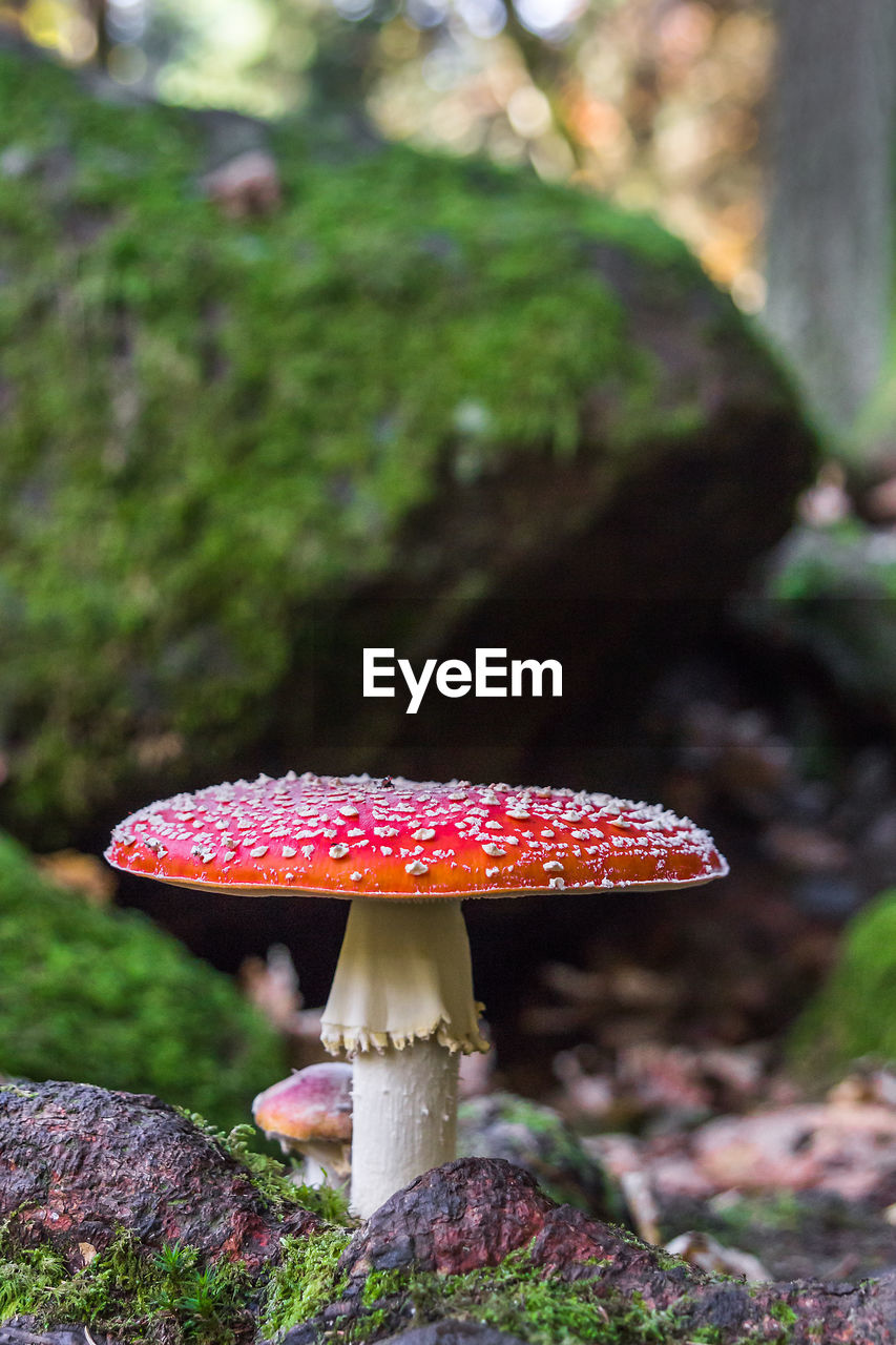 Close-up of fly agaric mushroom