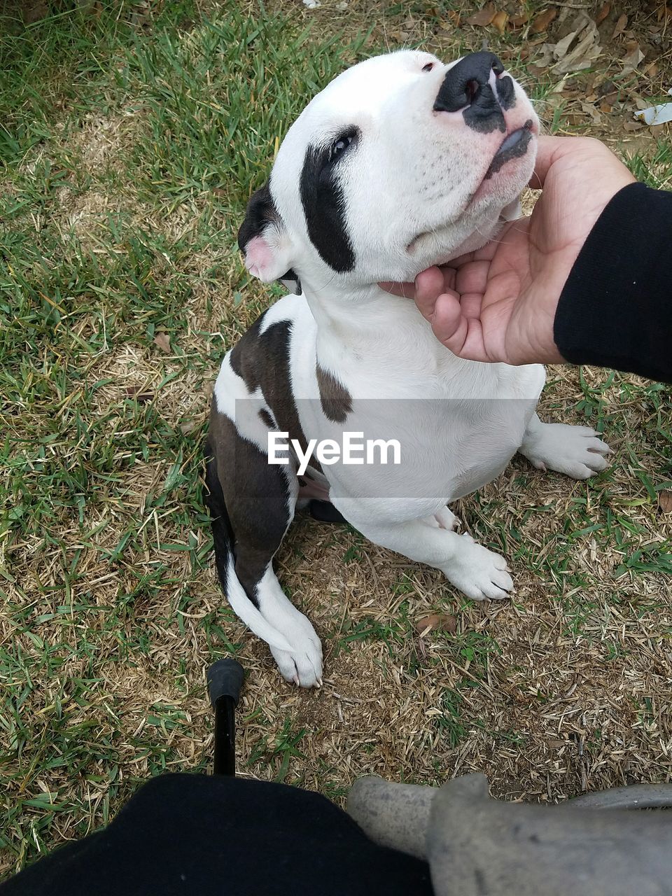 High angle view of dog on hand