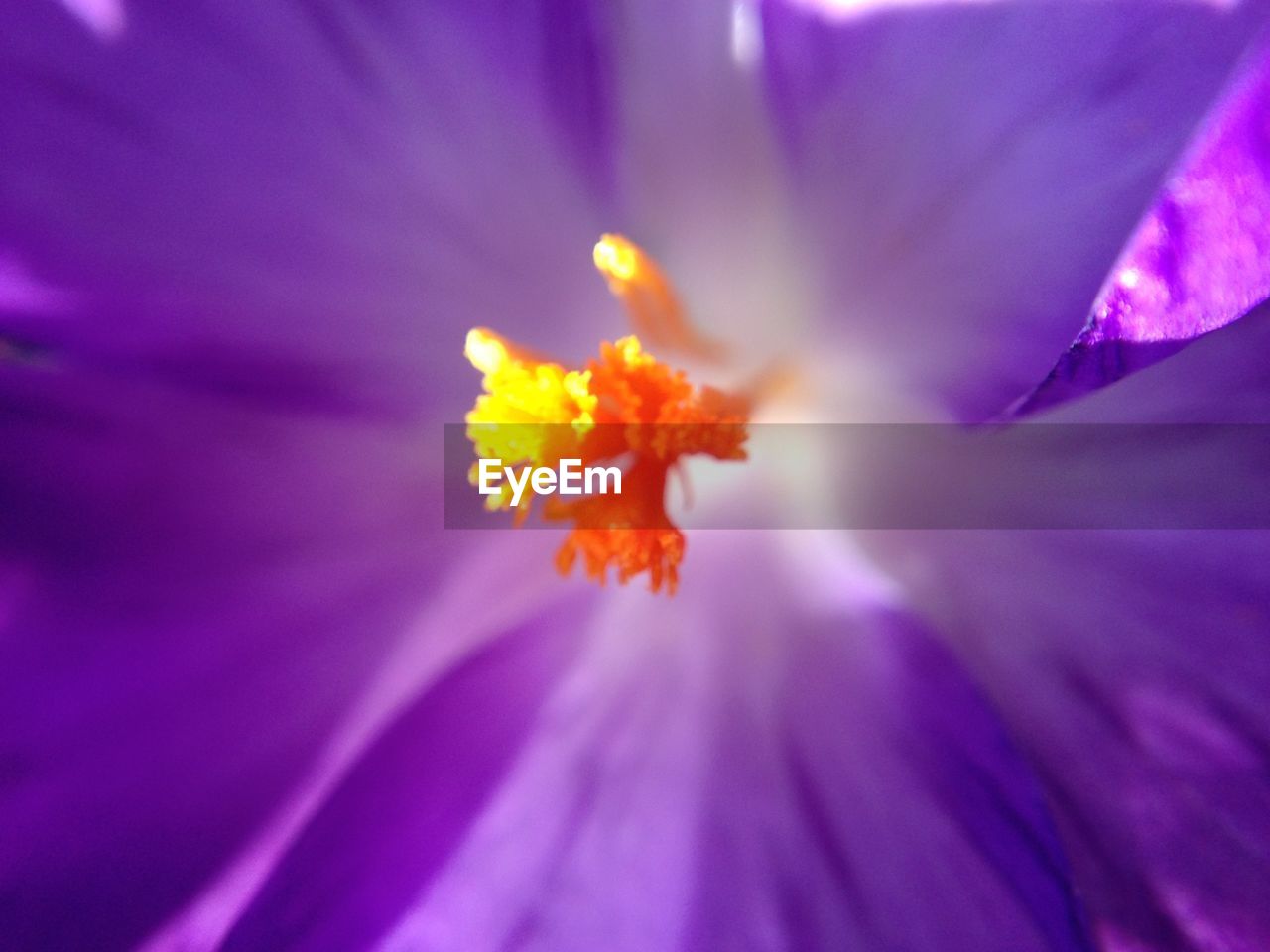 FULL FRAME SHOT OF PINK FLOWER