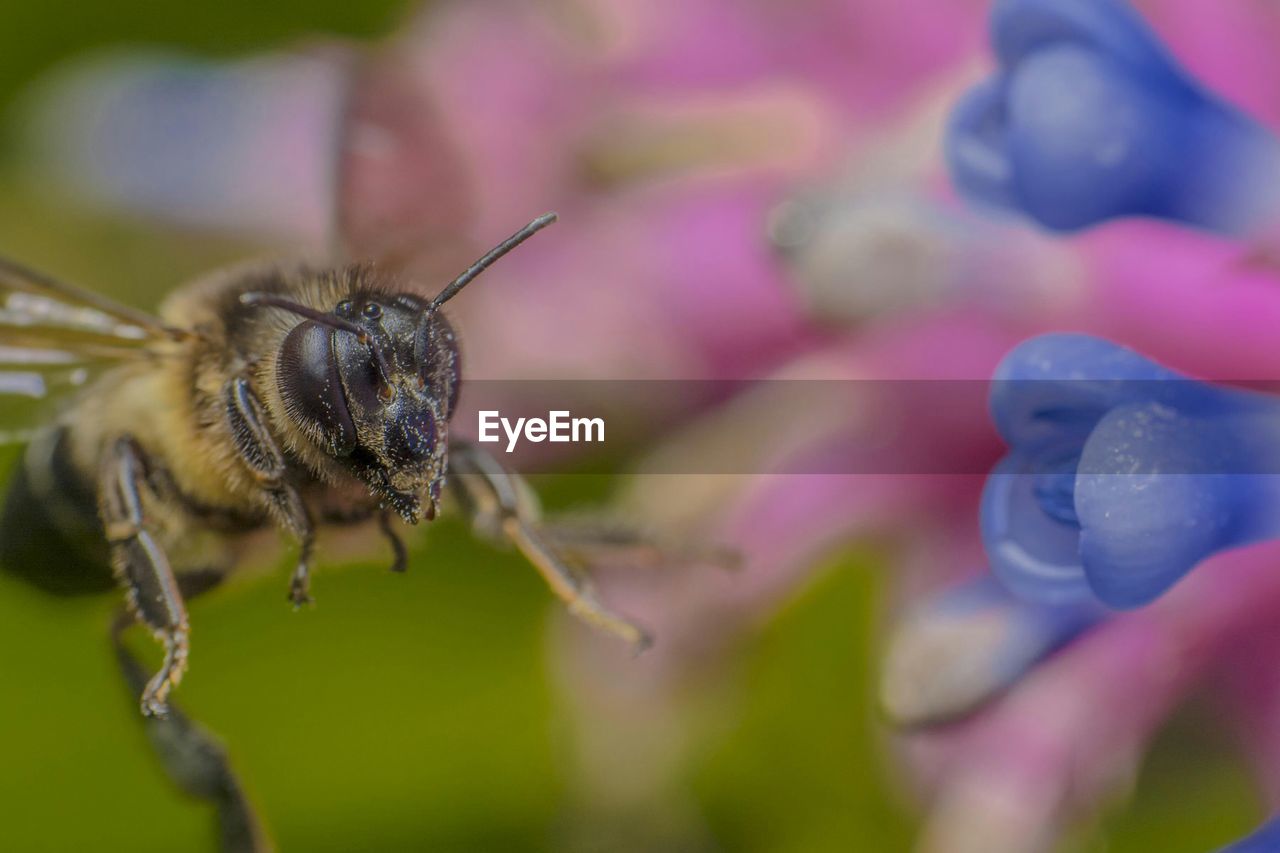 Detail shot of insect on flower