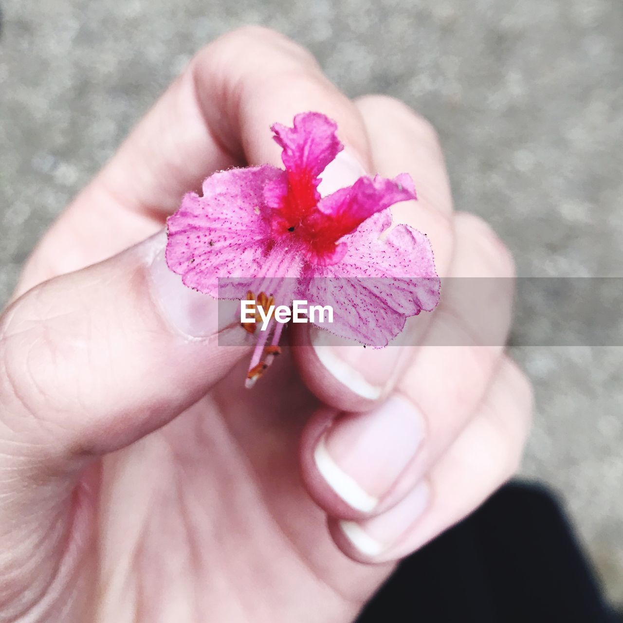 CLOSE-UP OF HAND HOLDING PURPLE FLOWER