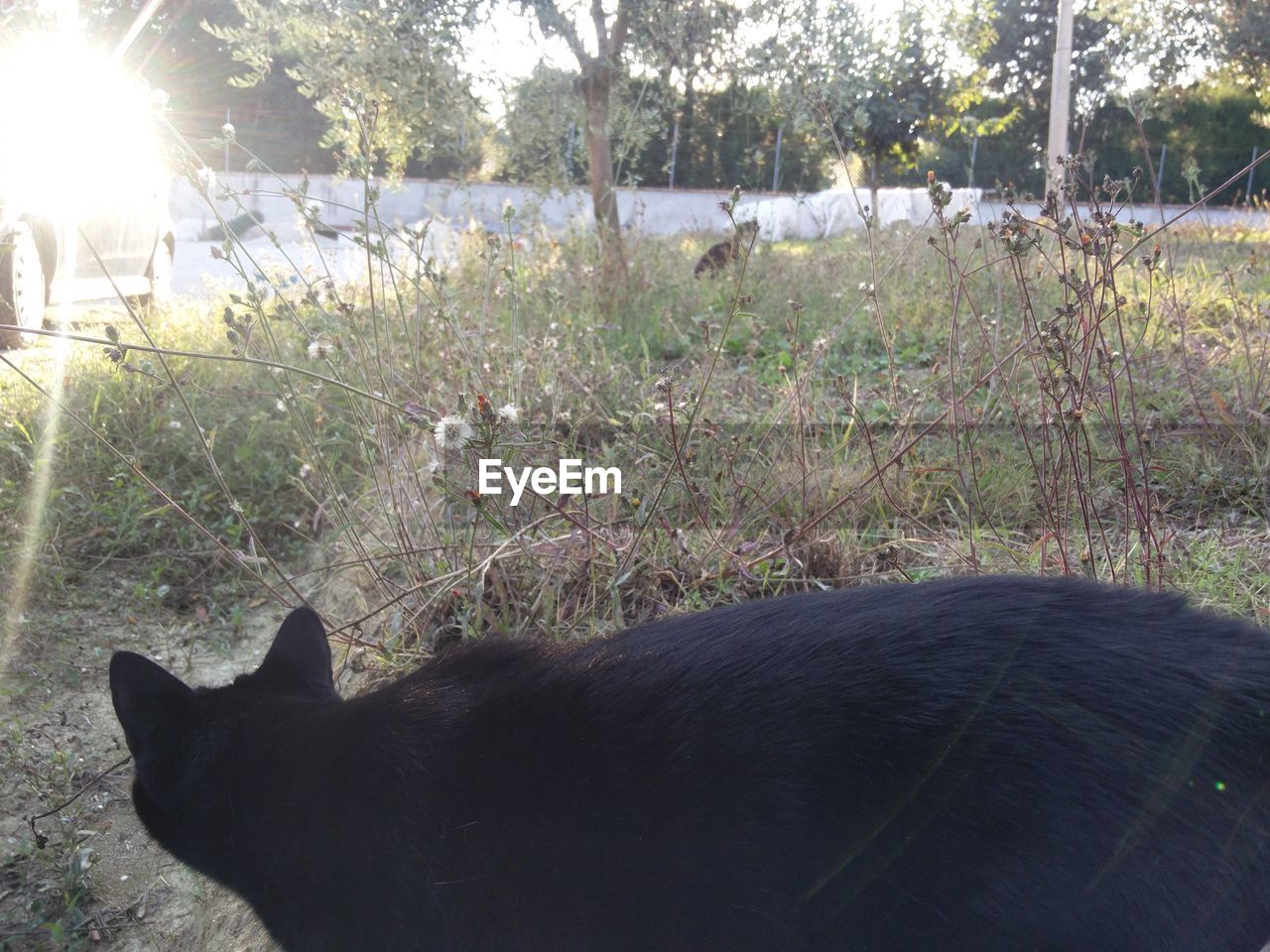 Cat on grassy field