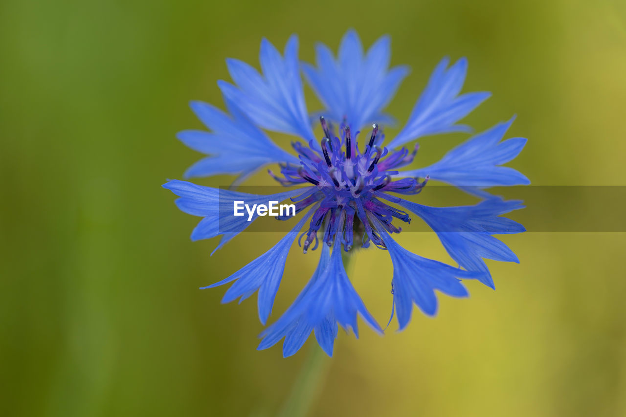 Close-up of purple blue flower