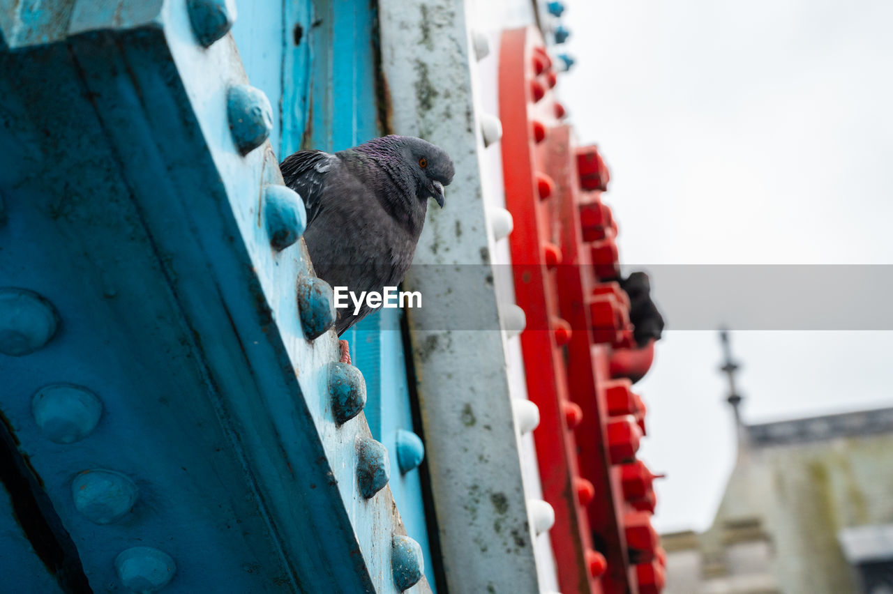 blue, red, day, animal, no people, animal themes, nature, outdoors, architecture, low angle view, one animal, mammal, focus on foreground, built structure, sky, animal wildlife