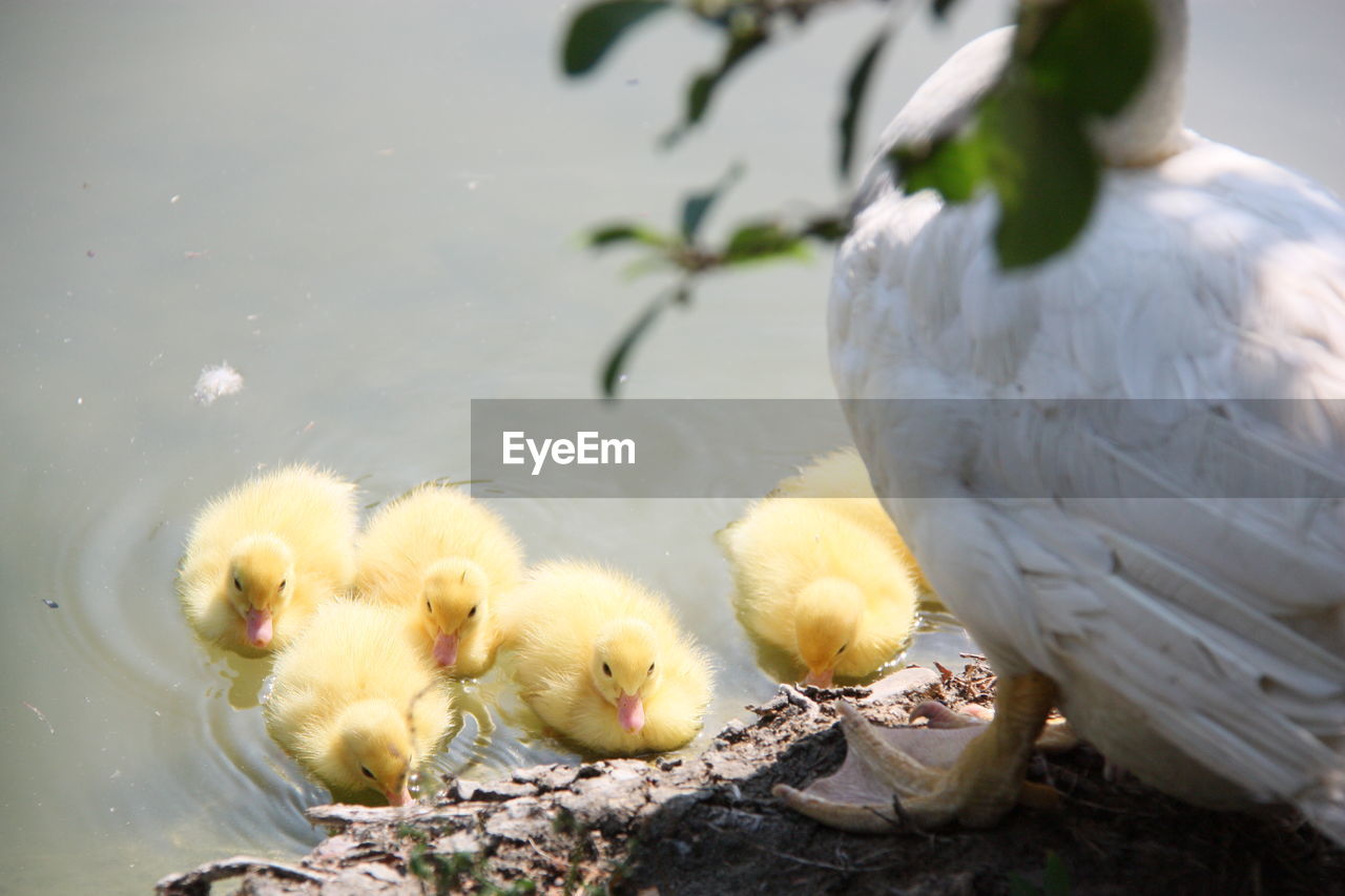 HIGH ANGLE VIEW OF A DUCK IN LAKE