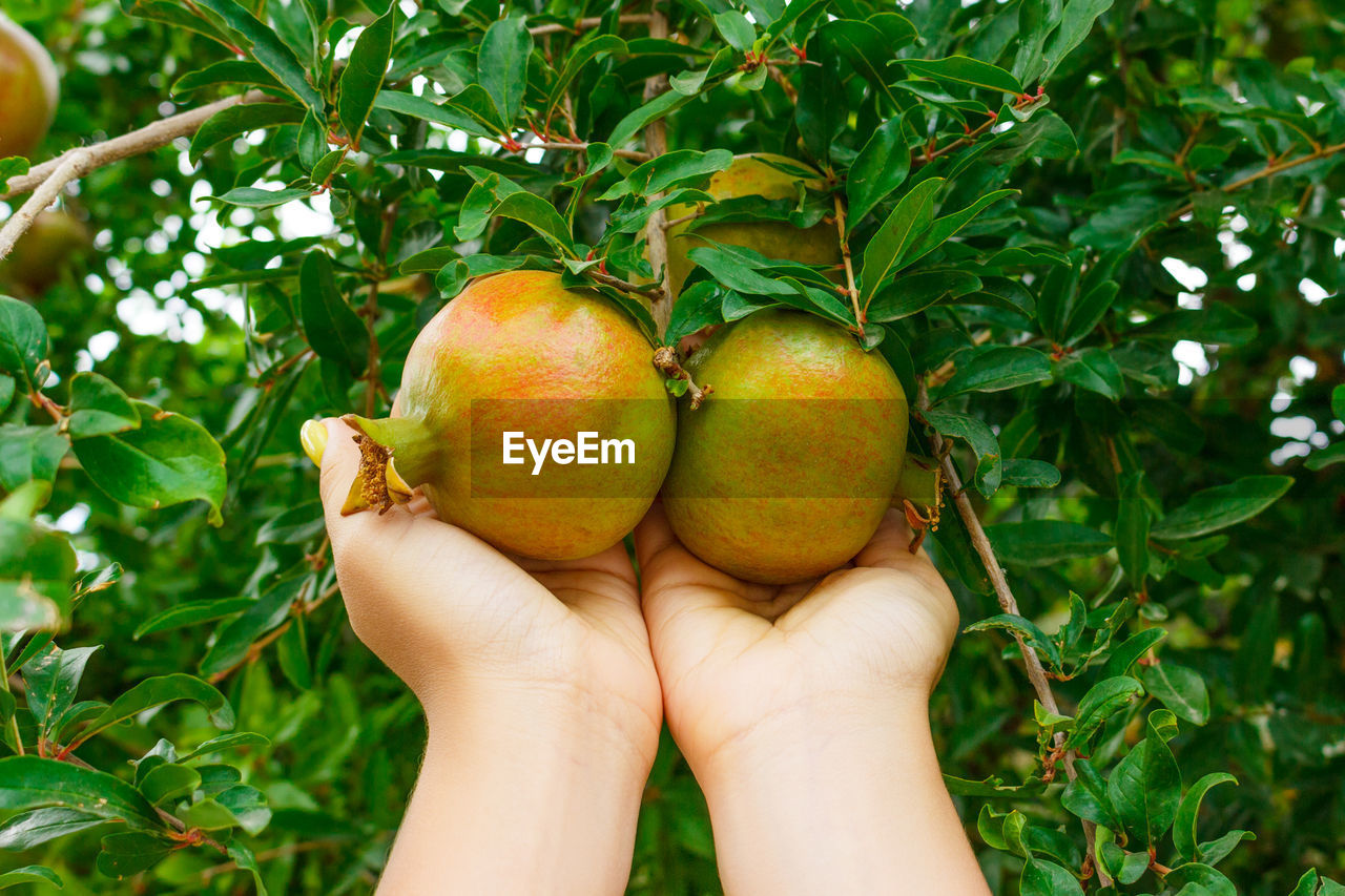 Girl checks pomegranate fruit for maturity in garden