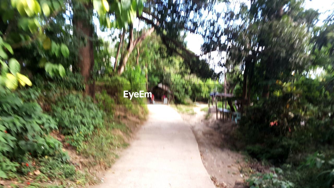 ROAD AMIDST TREES AND PLANTS