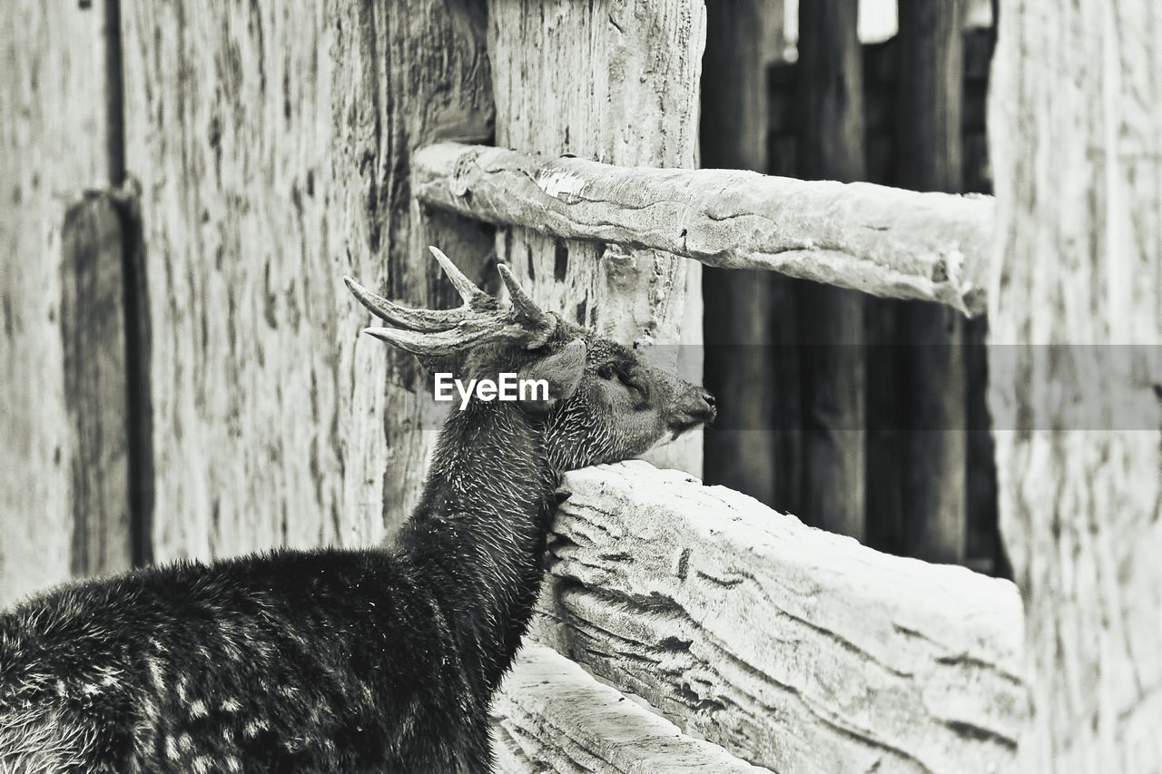 Side view of deer looking through fence