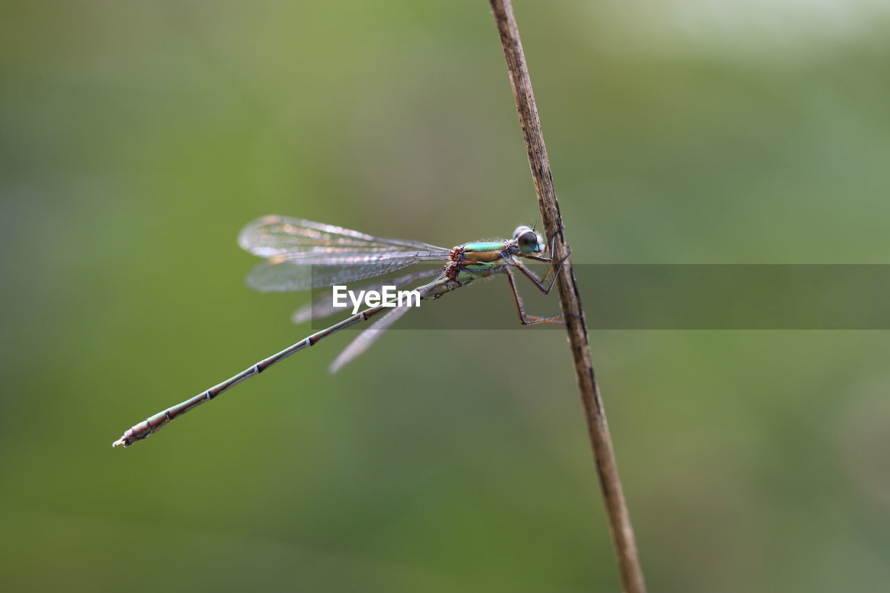 CLOSE-UP OF DRAGONFLY