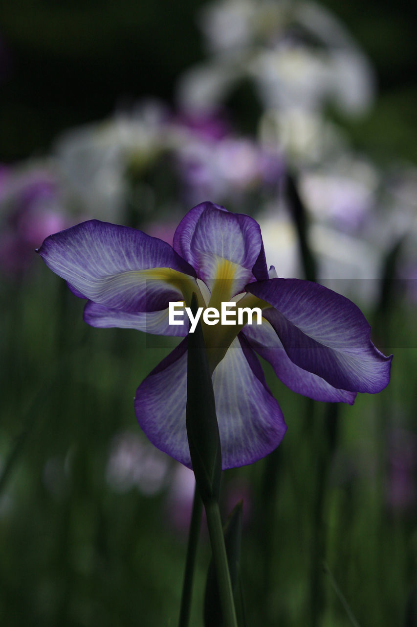 flowering plant, flower, plant, freshness, purple, beauty in nature, close-up, fragility, petal, inflorescence, flower head, human eye, growth, focus on foreground, nature, iris, springtime, outdoors, blossom, botany, plant stem, selective focus, day