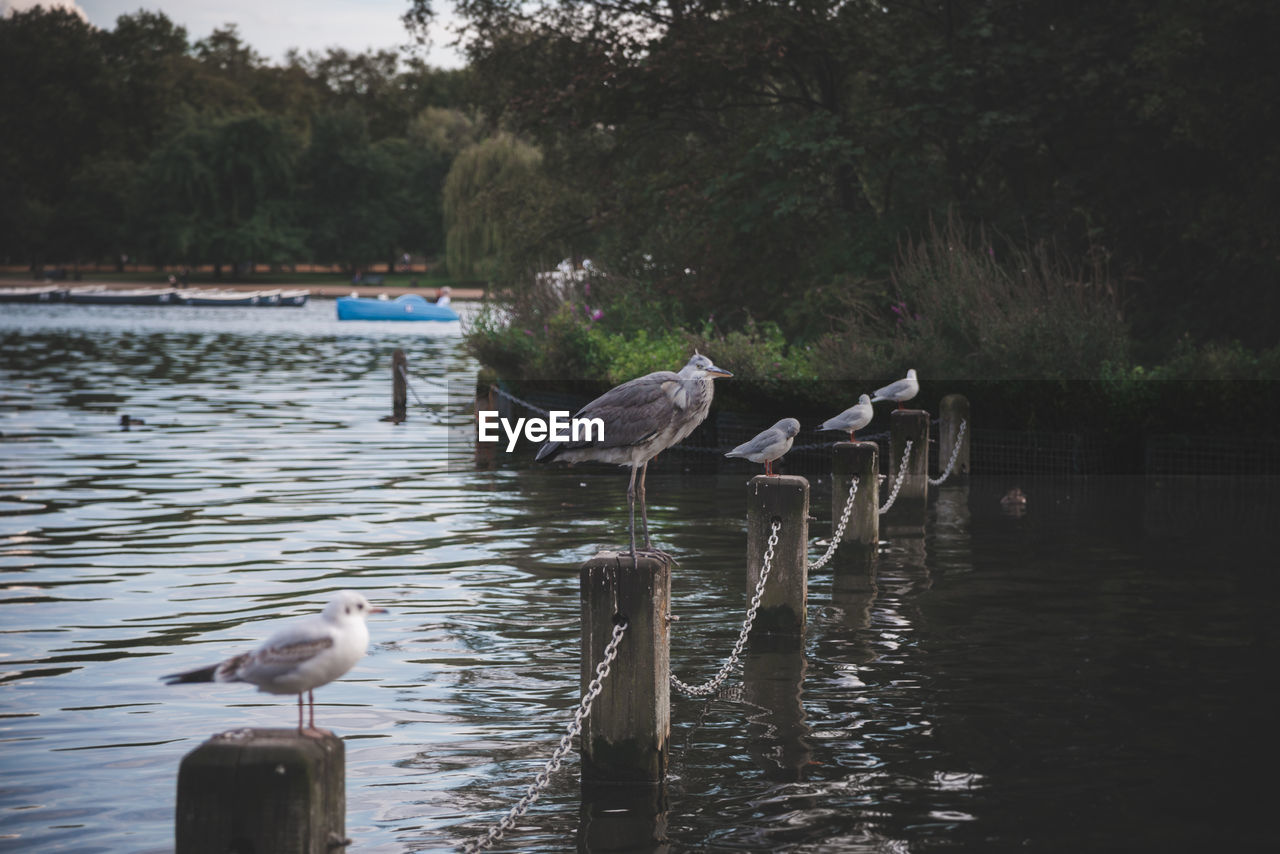 Birds perching on wooden posts amidst lake