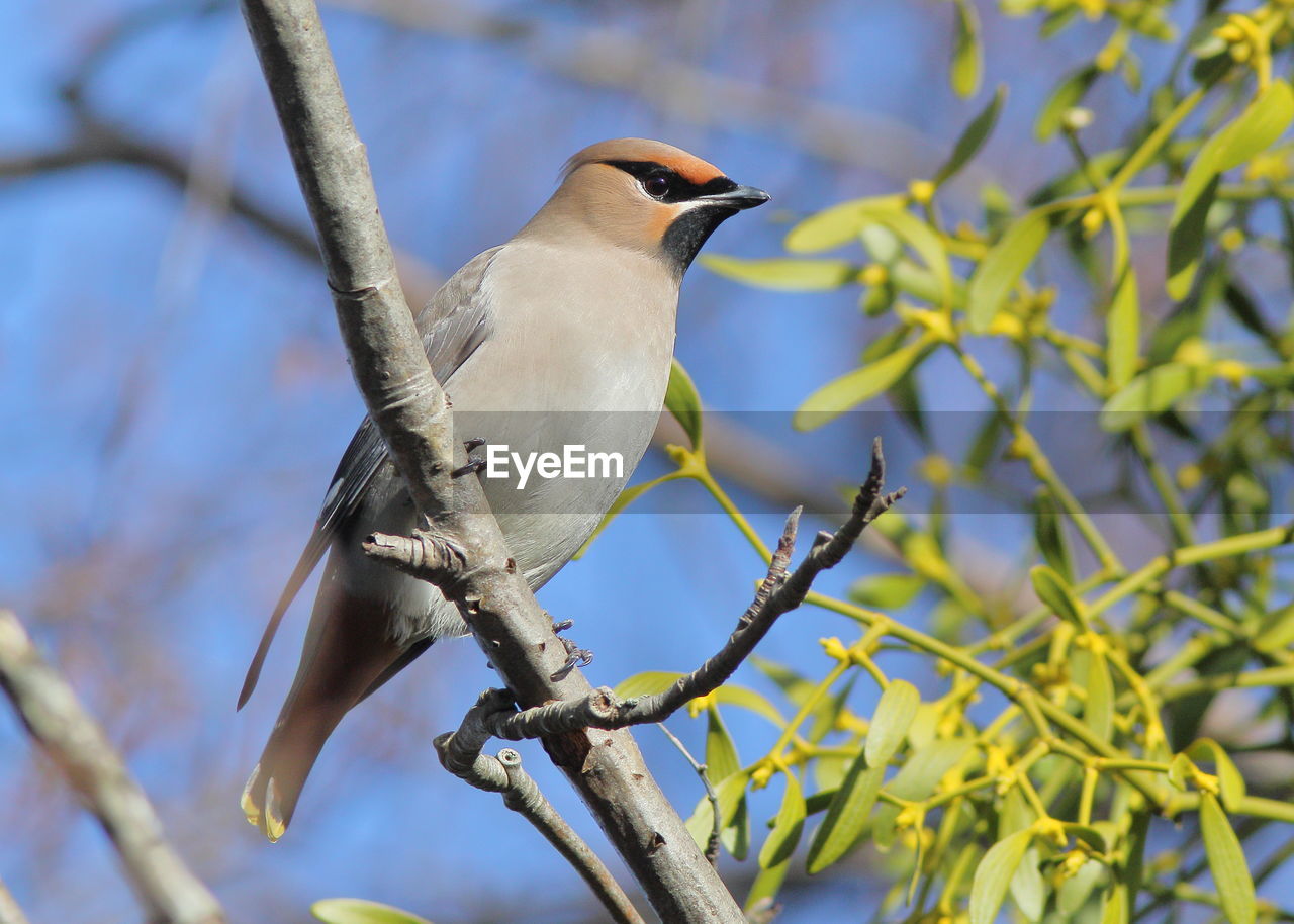 CLOSE-UP OF BIRD PERCHING ON TREE