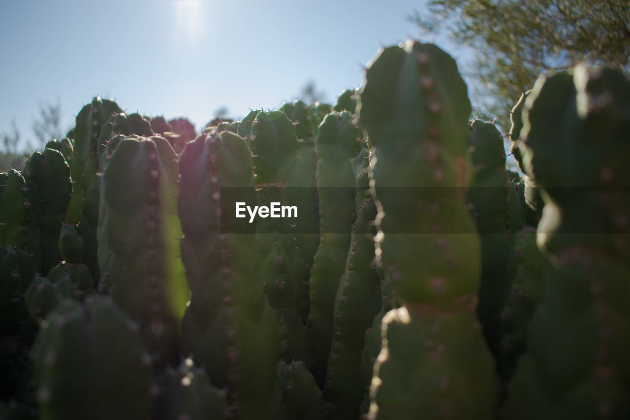 CLOSE-UP OF CACTUS