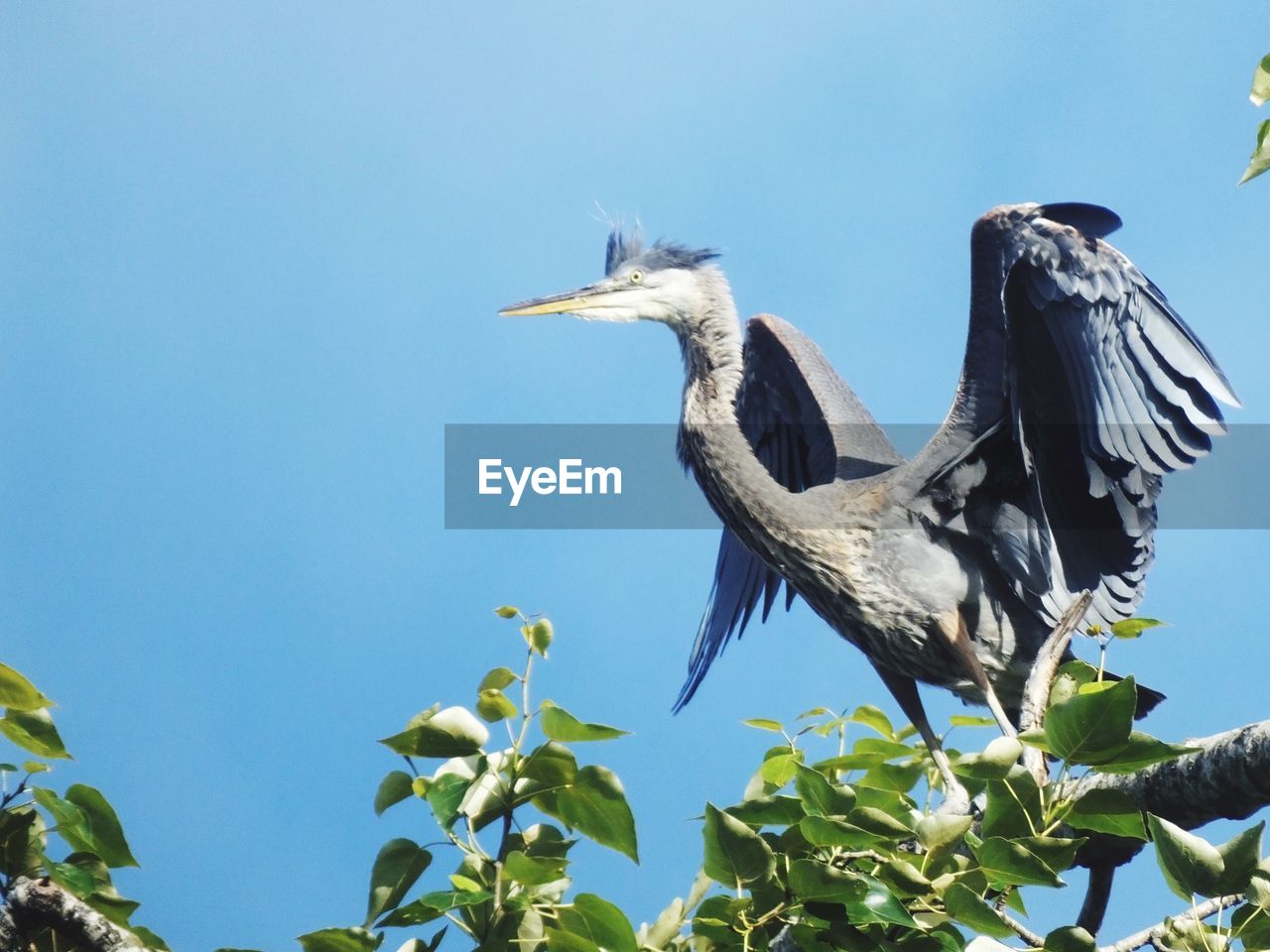 LOW ANGLE VIEW OF GRAY HERON PERCHING AGAINST CLEAR SKY