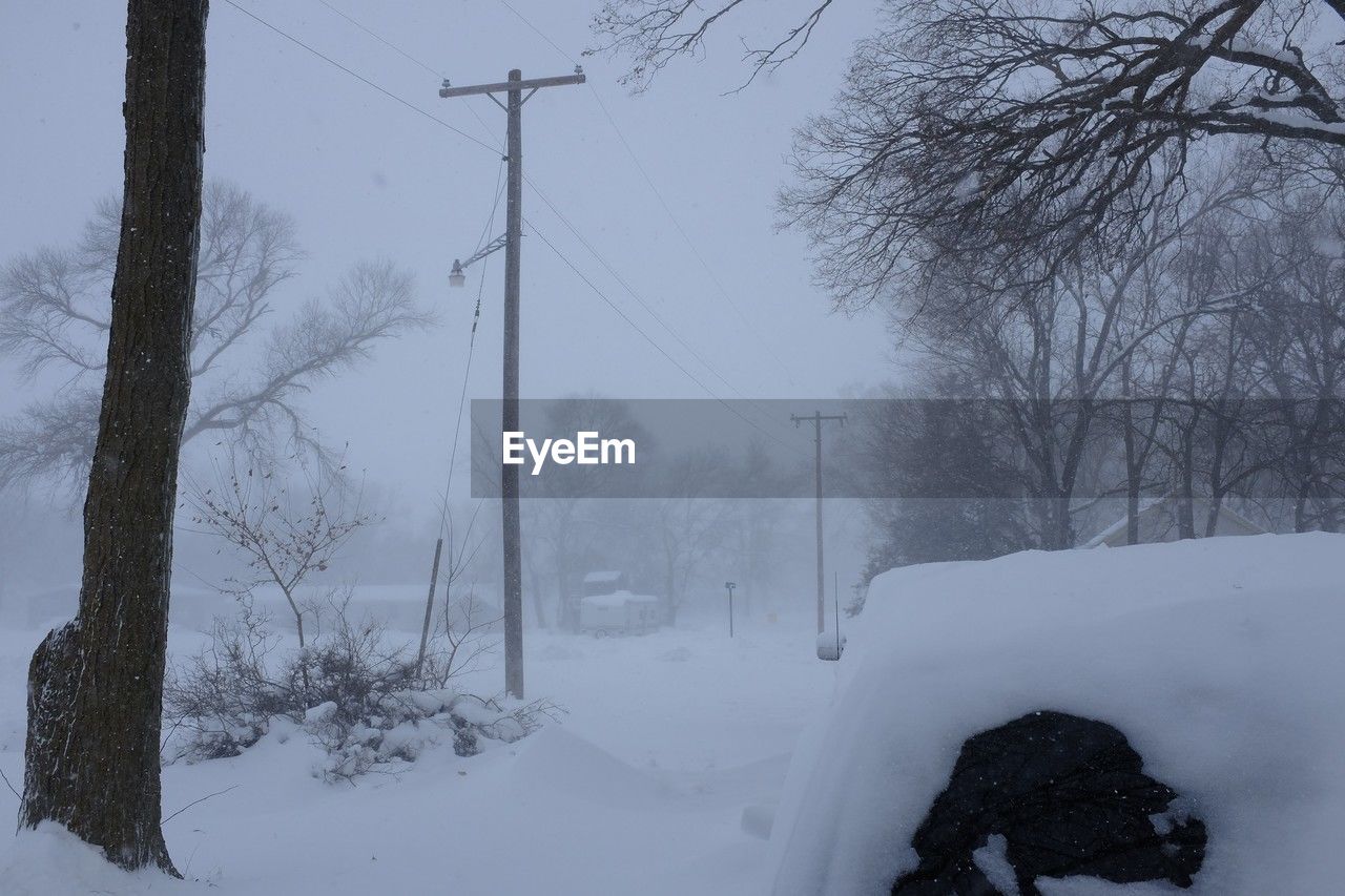 bare tree on snow covered field