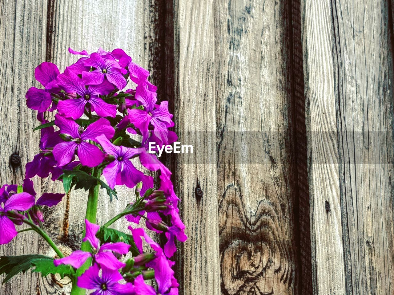 CLOSE-UP OF PURPLE FLOWERING PLANT