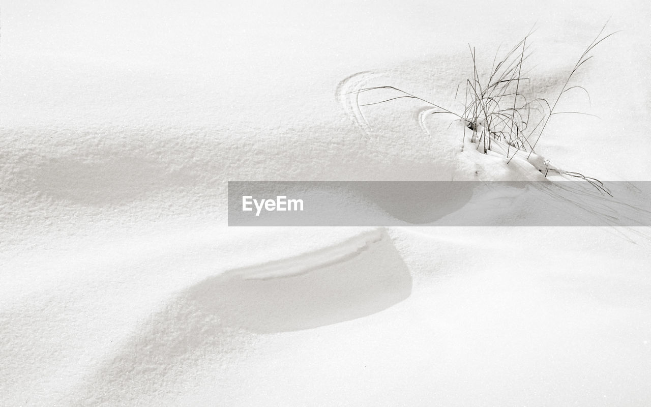 SNOW COVERED LAND AND TREES