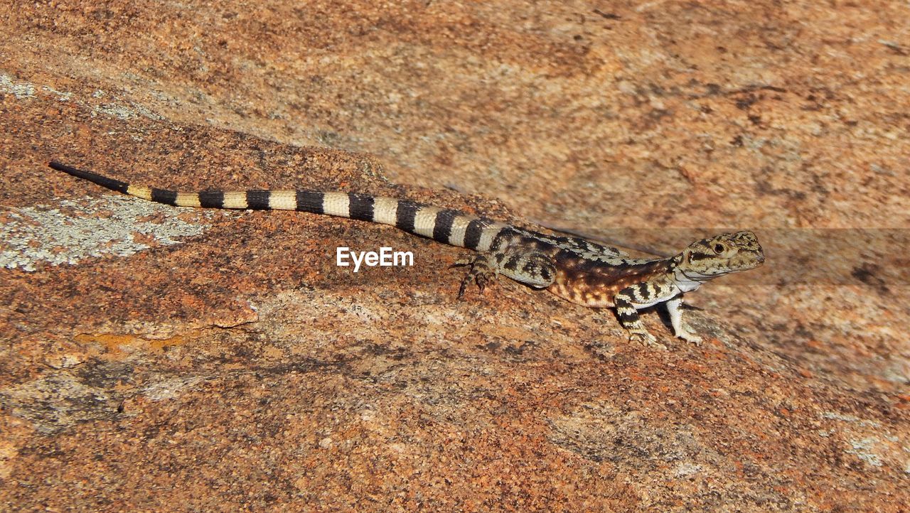 High angle view of lizard on rock