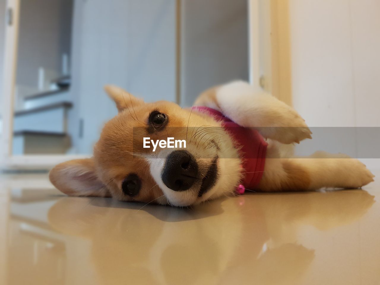 Portrait of dog relaxing on floor at home